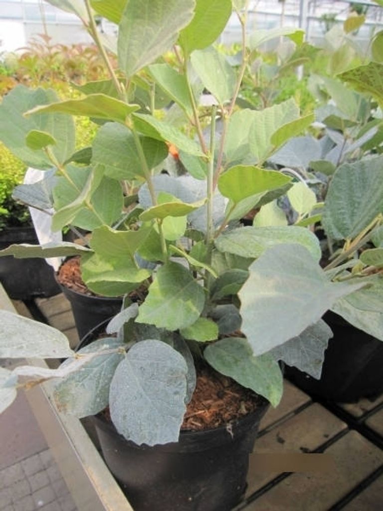 Fothergilla intermedia Blue Shadow - Federbuschstrauch - 25-30