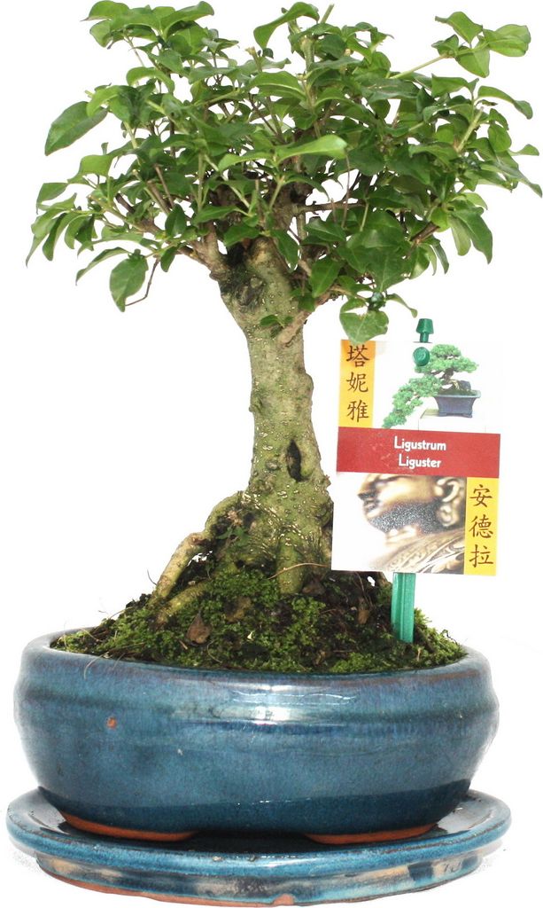 Bonsai mento. Ligustro - Ligustrum sinensis - circa 6 anni Immagine del prodotto 