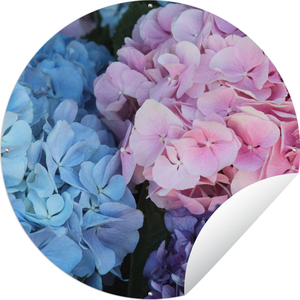 MuchoWow Gartenposter Outdoor-Poster Rund Blumen - Strauch - Hortensie - Botanisch Ø 90 cm Gartendeko Rundes Poster draußen