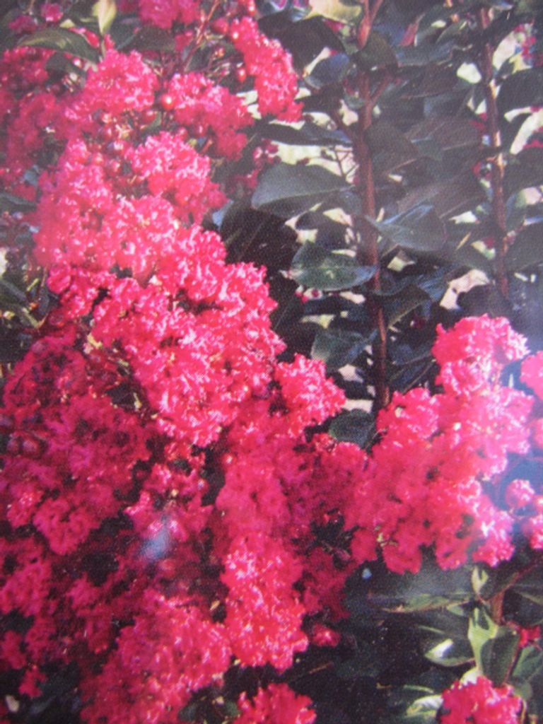 Lagerstroemia indica Pink Velour - Chinesische Kräuselmyrte Produktbild 