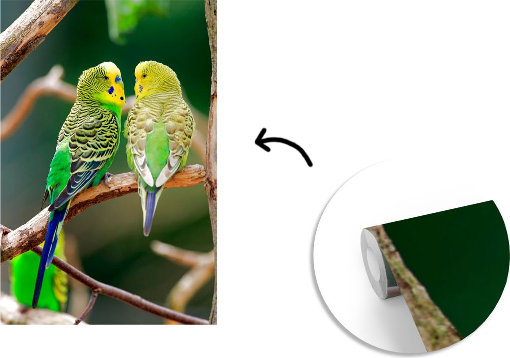 MuchoWow Fototapete für Wohnzimmer oder Schlafzimmer Wandtapete Vinyl Motivtapete Zwei Sittiche in einem Baum - 150x220 cm - Wandbilder
