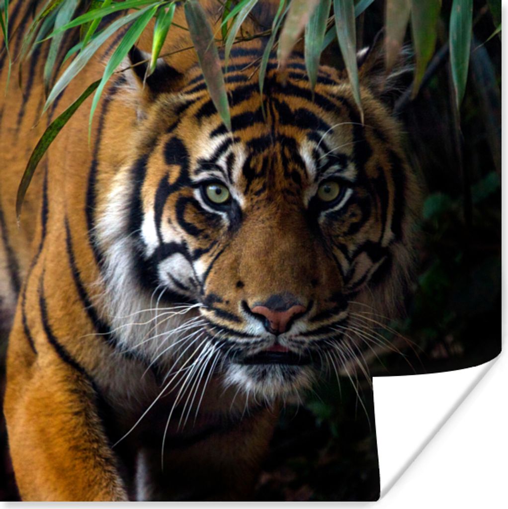 MuchoWow Poster Tiger - Blätter - Dschungel - Tiere - Wild 75x75 cm - Wand Dekoration