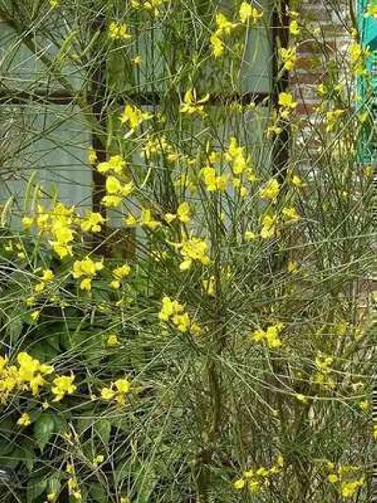 Genêt d'Espagne jaune Spartium junceum 40-60 cm résistant sécheresse