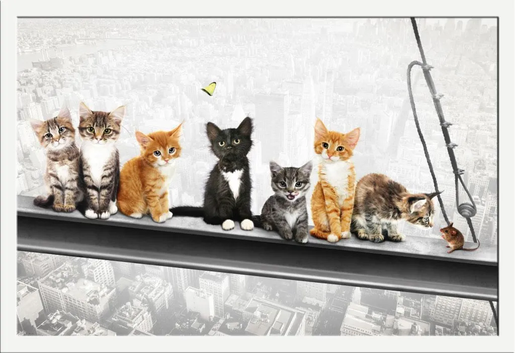 Cadre de Protection Shinsuke Blanc pour Poster New York Kittens Incassable