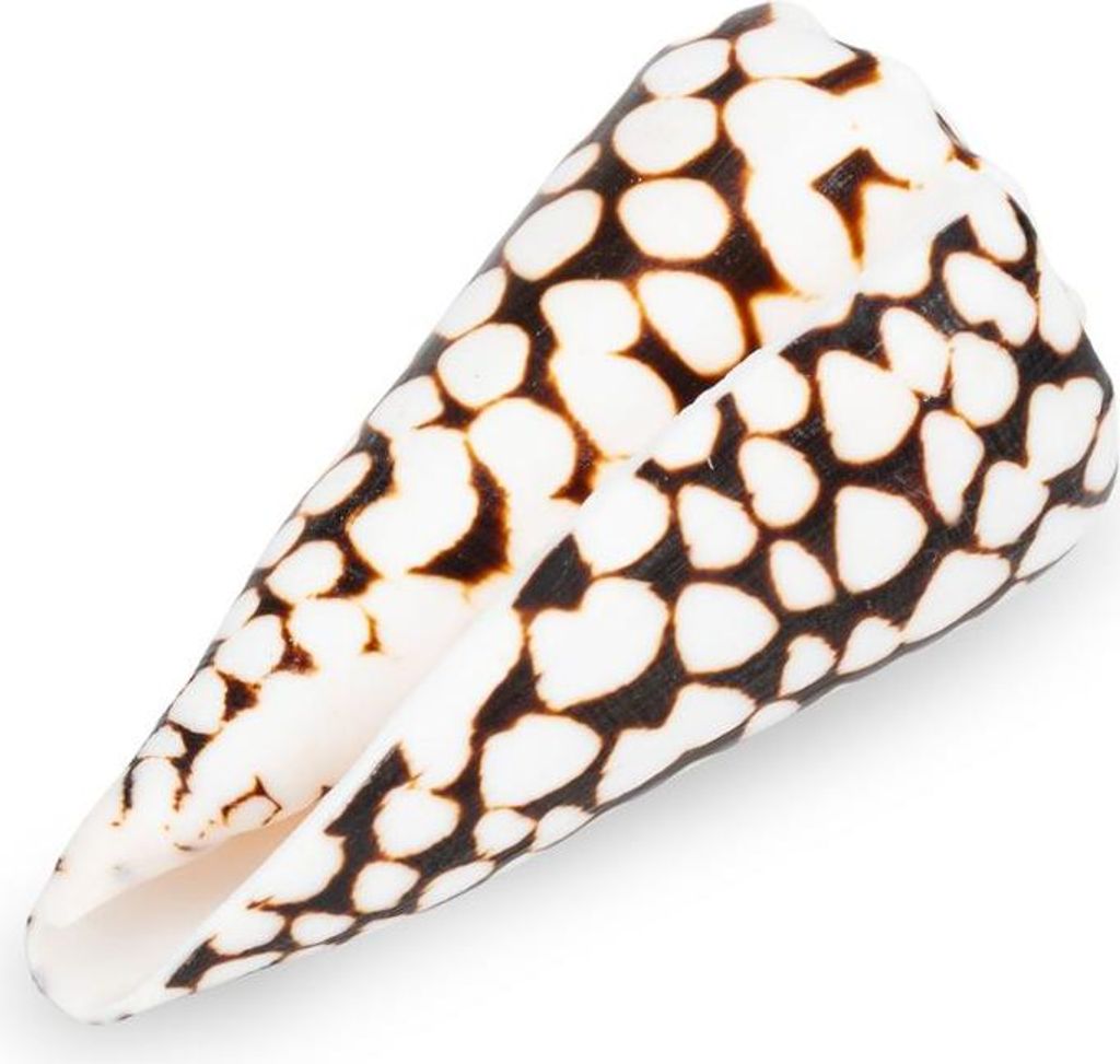Conus marmoreus 8 cm Kegelschnecke Schneckenhaus maritime Deko tropisch exotisch