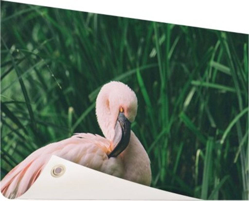 Gartenposter - 60x40 cm - Rosa Flamingo im Schilf - Modernes Wandbilder