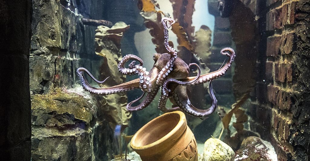 mydays Sea Life Oberhausen (Kinder-Ticket); Erlebnis verschenken oder selbst erleben; Gutschein für 1 Person(en)