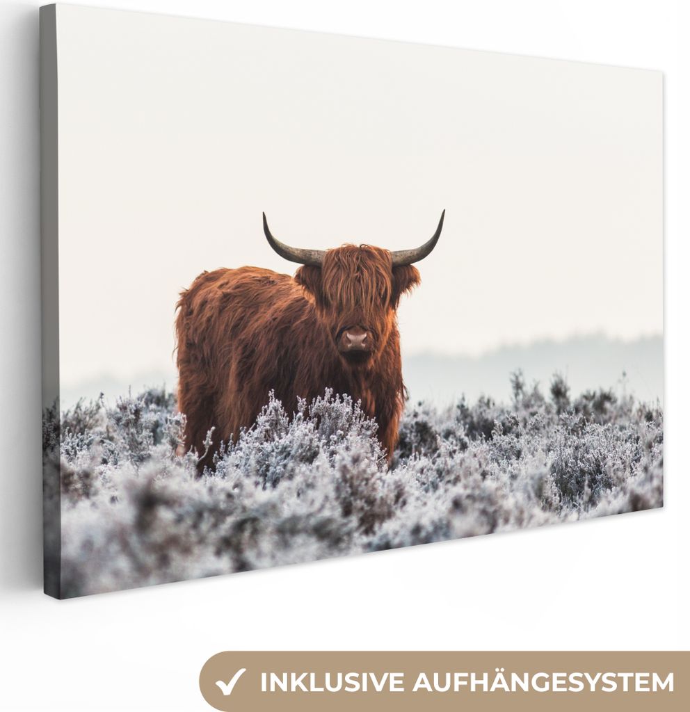OneMillionCanvasses - Leinwandbilder - 140x90 cm, Schottisches Hochlandrind - Tier - Natur - Weiß, Wandbilder Kunstdruck Wanddekoration - Hochla...