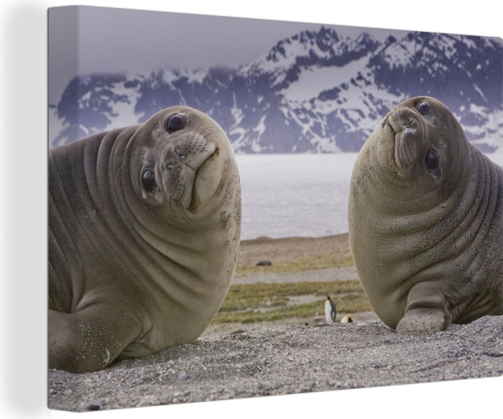 OneMillionCanvasses - Leinwandbilder - 140x90 cm, Robben - Lustig - Kinder - Jungen - Mädchen - Kinder, Wandbilder Kunstdruck Wanddekoration - F...