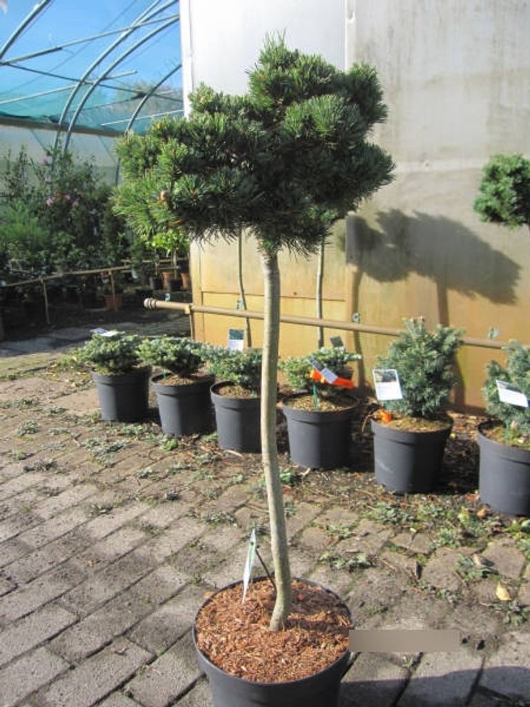 Pinus parviflora Beran - Mädchenkiefer Beran
