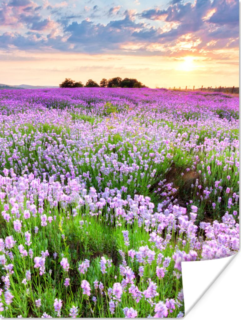 MuchoWow Poster Blumen - Lavendel - Lila - Himmel - Sonnenuntergang - Wiese - Natur 120x160 cm - Wandbilder