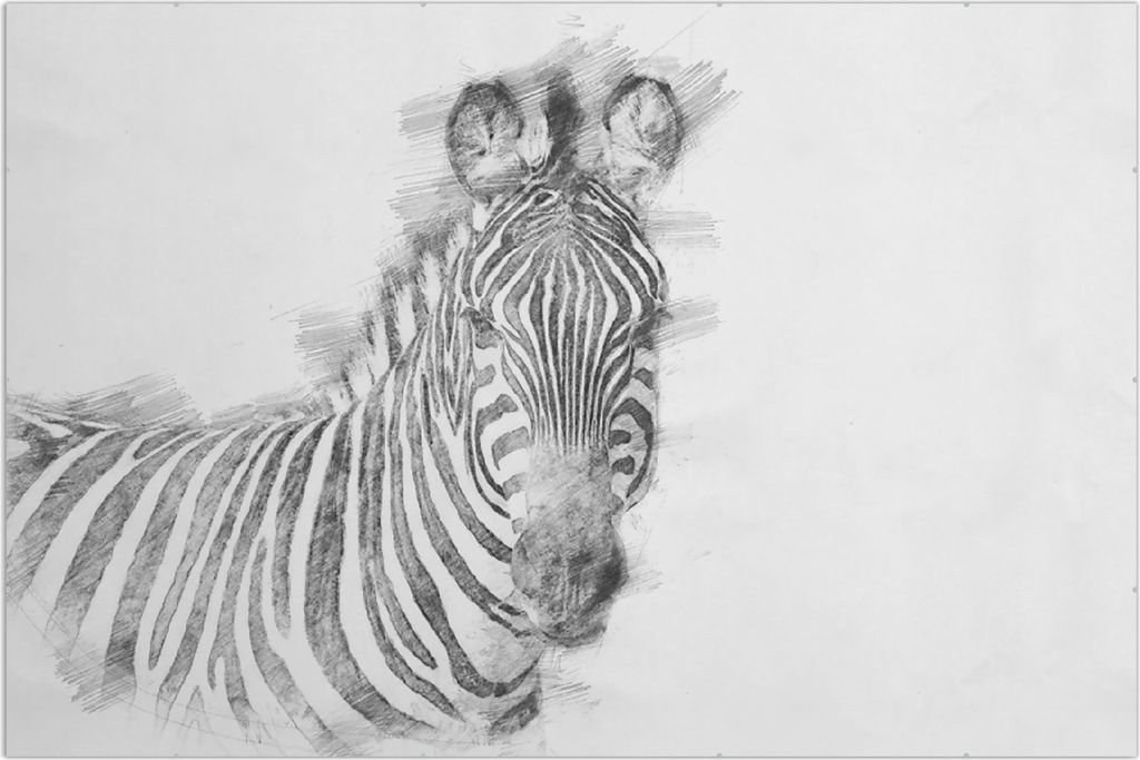 Wallario Wandbild Zebra in schwarz weiß - Bleistift Zeichnung, Größe: 61 x 91,5 cm, Poster mit rahmenlosen Bildhalter