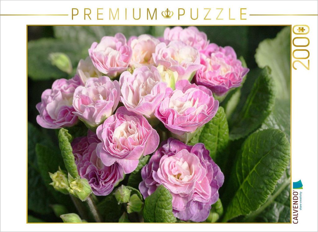 CALVENDO Puzzle Gefüllte Primeln | 2000 Teile Lege-Größe 90x67cm Foto-Puzzle für glückliche Stunden