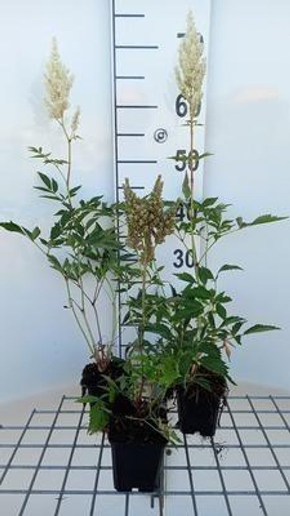 6 x Astilbe (a) 'Weisse Gloria' - Prachtspiere - Topf 9 x 9 cm