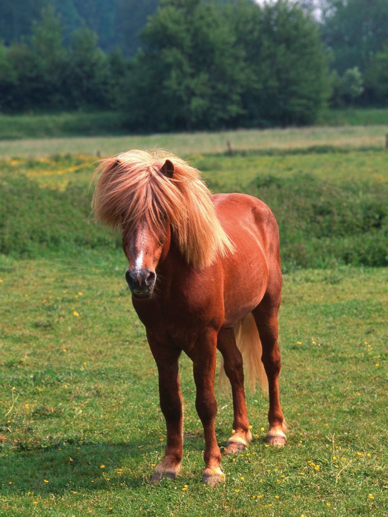 Pferde Kunstdruck Bild - Island Pony, Isländer (80 x 60 cm)