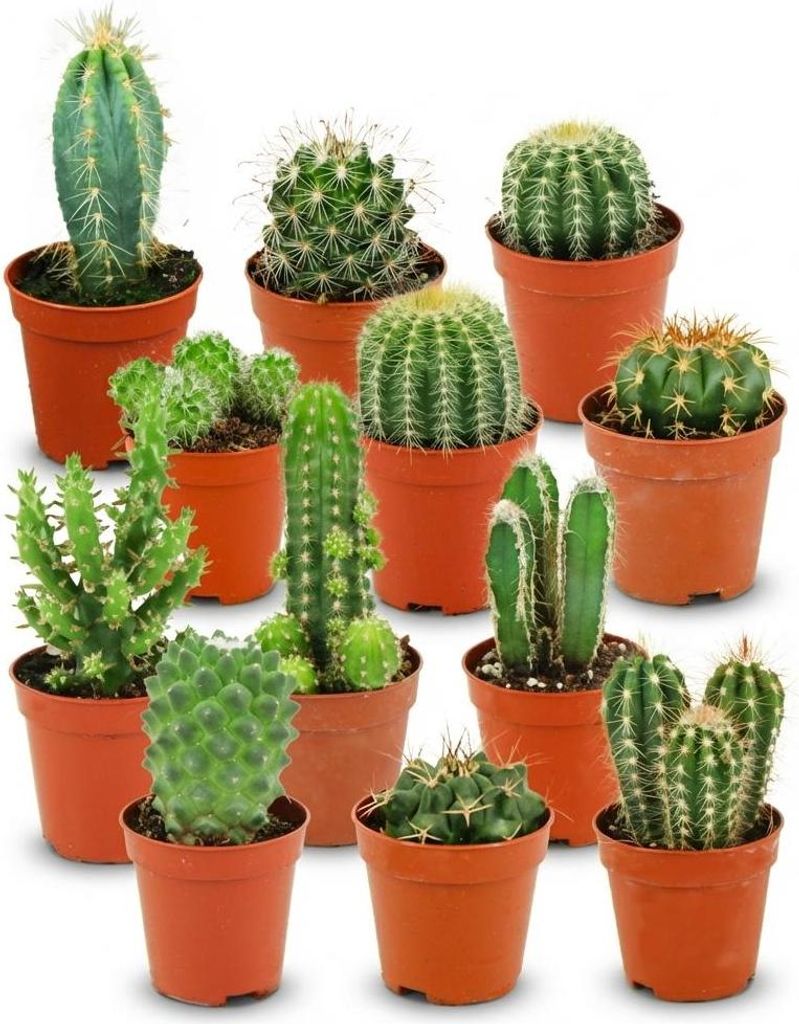 pflegeleicht Zimmerpflanzen Mini Kaktus Set 12 Kakteen Ø5,5cm 5-10cm Grünpflanze