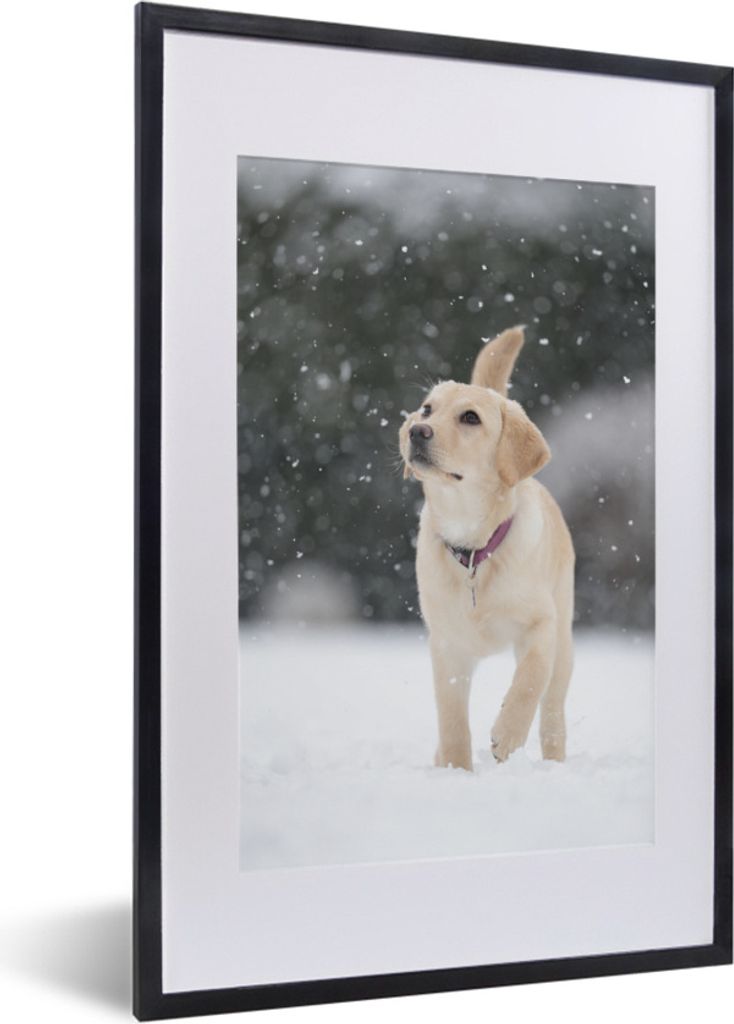 MuchoWow Gerahmtes Poster Darstellung eines weißen Labradorhundes im Schnee 40x60 cm - Poster mit Schwarzem Bilderrahmen Wandposter Rahmen Foto ...