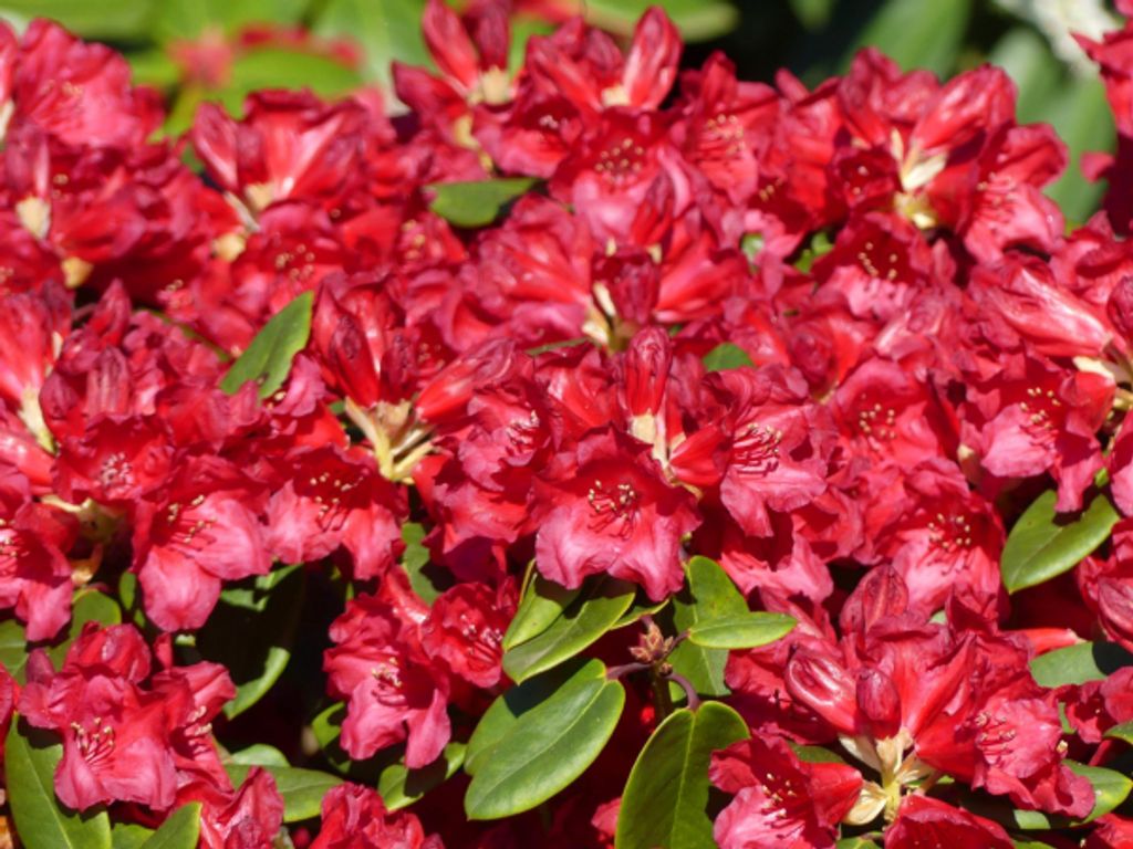 Rhododendron williamsianum Tromba - Rhododendron Hybride - 25-30cm
