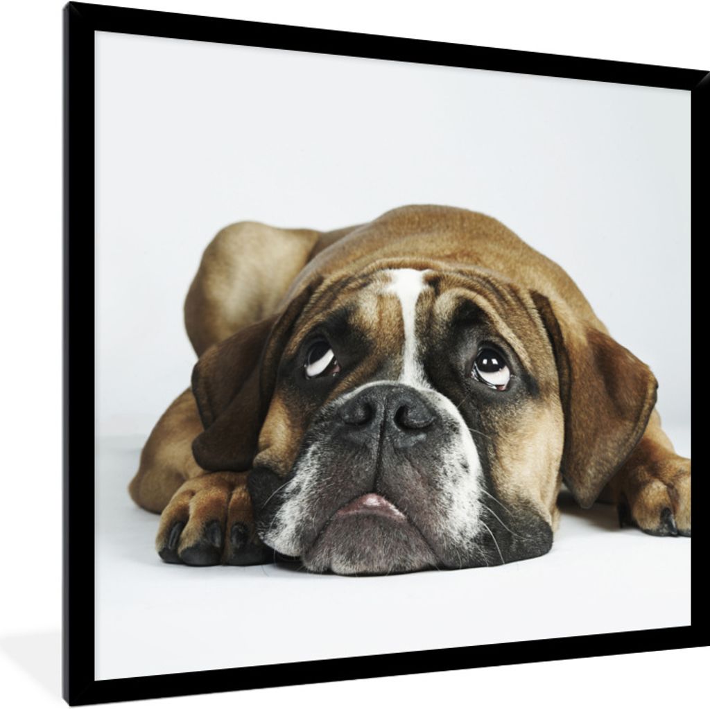 MuchoWow Gerahmtes Poster Hund - Haustiere - Weiß 40x40 cm - Poster mit Schwarzem Bilderrahmen Wandposter Rahmen Foto Bilder - Mit Rahmen - Wand...