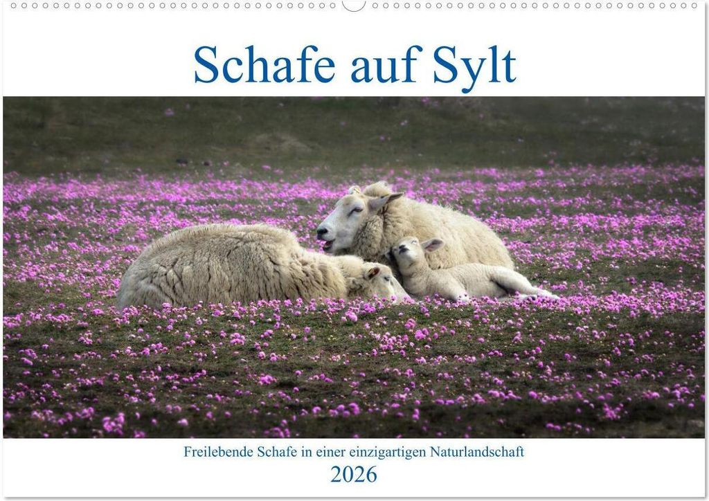 Schafe auf Sylt (Wandkalender 2026 DIN A2 quer), CALVENDO Monatskalender