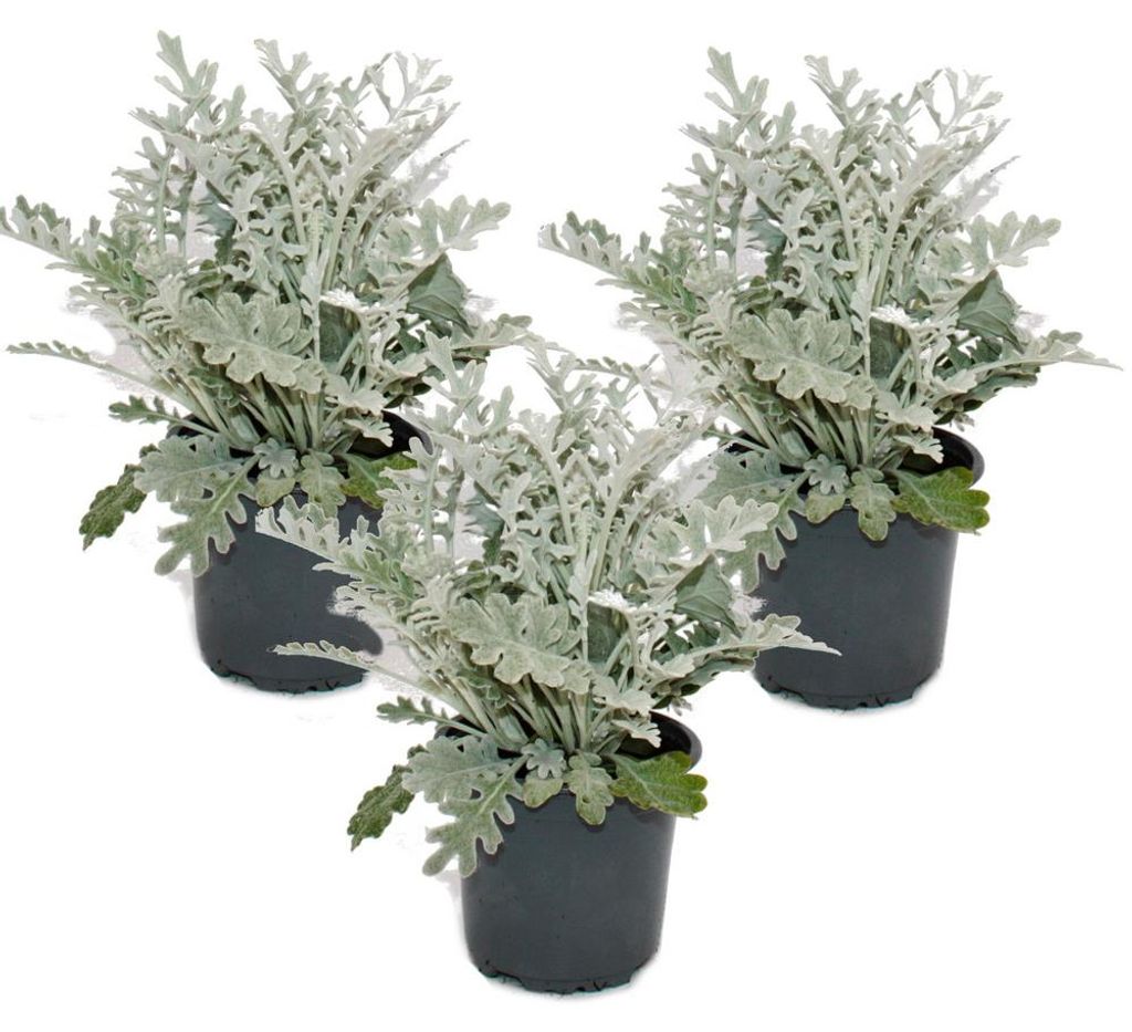 Senecio maritima Silberblatt Dekorative Pflanze mit Produktbild 