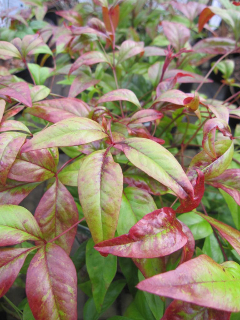 Nandina domestica Blush Pink - Himmelsbambus - Heiliger Bambus - 30-40cm