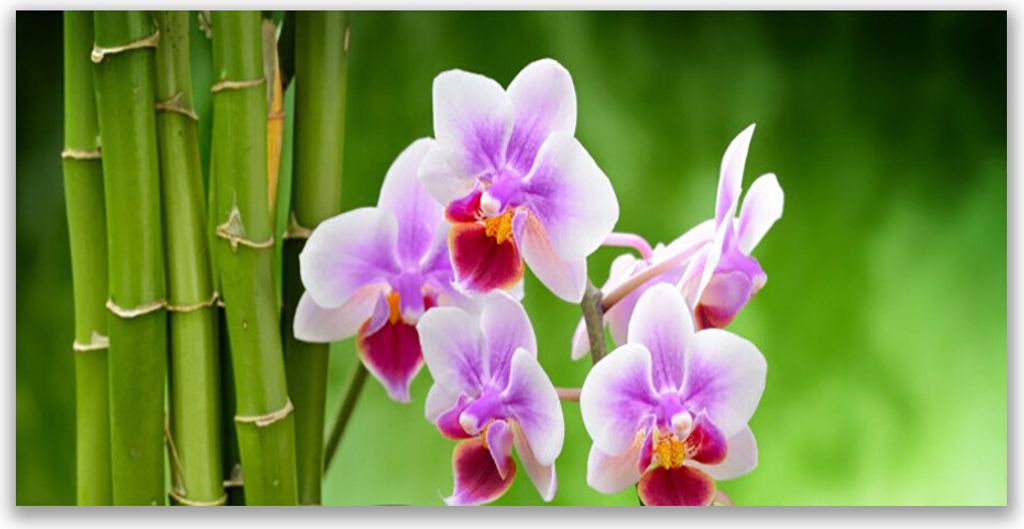 Küchenrückwand aus Glas 140x70cm Spritzschutz Bambusrohre Blumen Pflanzen