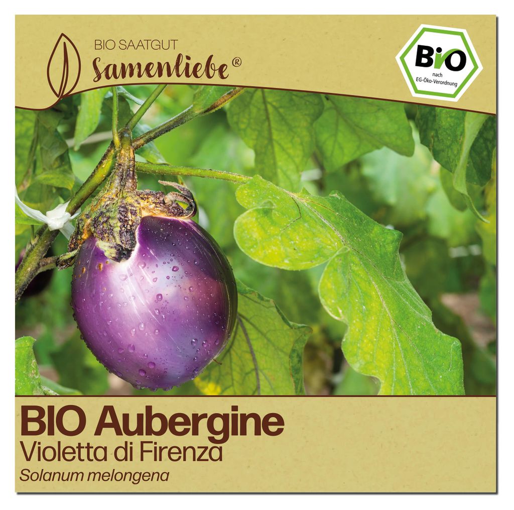 Samenliebe  Aubergine Samen | Violetta di Firenza - violett Produktbild 