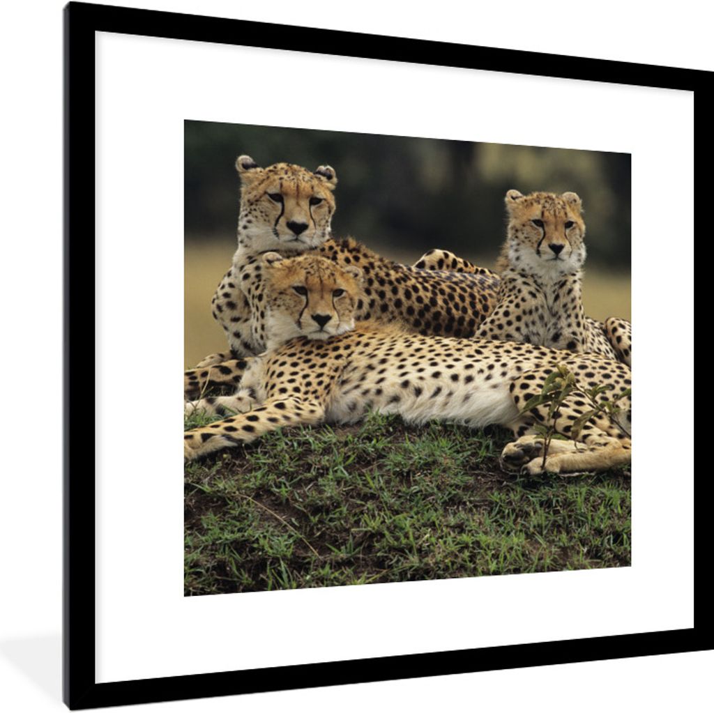 MuchoWow Gerahmtes Poster Drei Geparden in der Savanne 40x40 cm - Poster mit Schwarzem Bilderrahmen Wandposter Rahmen Foto Bilder - Poster - Plak...
