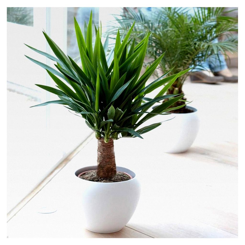Yucca Elephantipes Pflanze - Immergrüne Zimmerpflanze für den Innenbereich im 12cm Topf