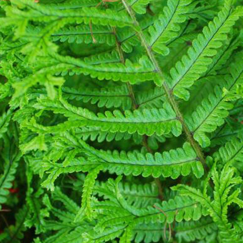 6 x Goldschuppenfarn - Dryopteris affinis  | Topf 9cm x 9cm Produktbild 