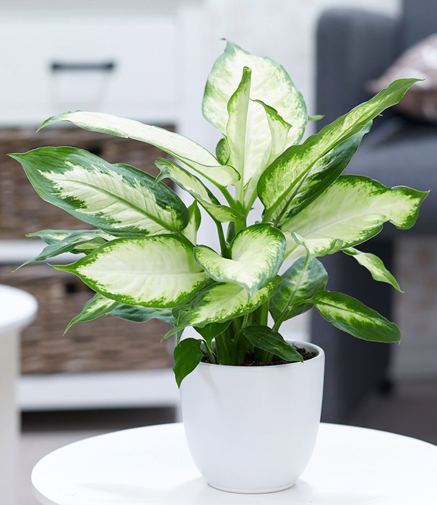 BALDUR Garten 1x Dieffenbachie Camilla, Pflanze im 12 cm-Topf, Dieffenbachia maculata, luftreinigende Zimmerpflanze, unterstützt das Raumklima, Gr...