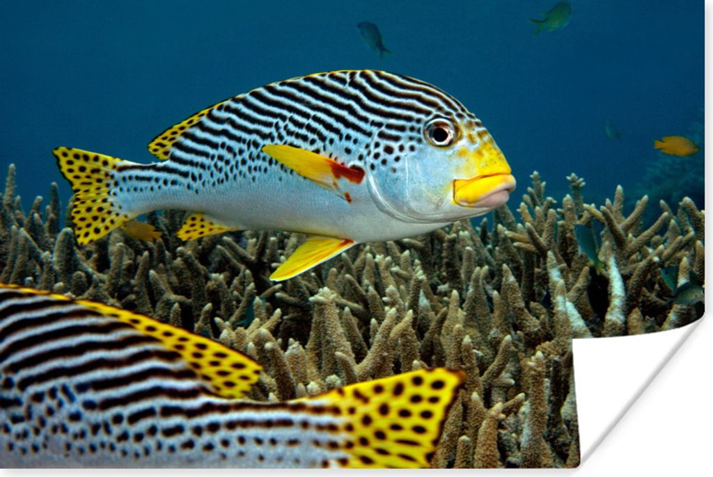 MuchoWow Poster Fisch - Boden - Meer 30x20 cm - Plakate - Print