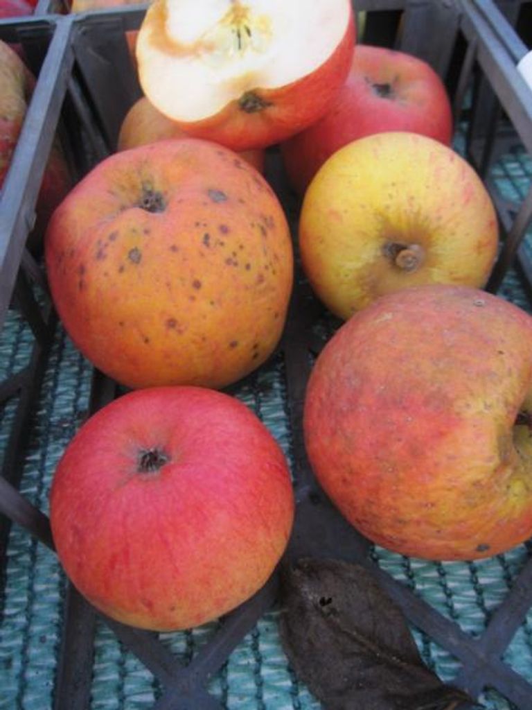 Winterapfel Roter Berlepsch - Malus domestica - 140-150cm