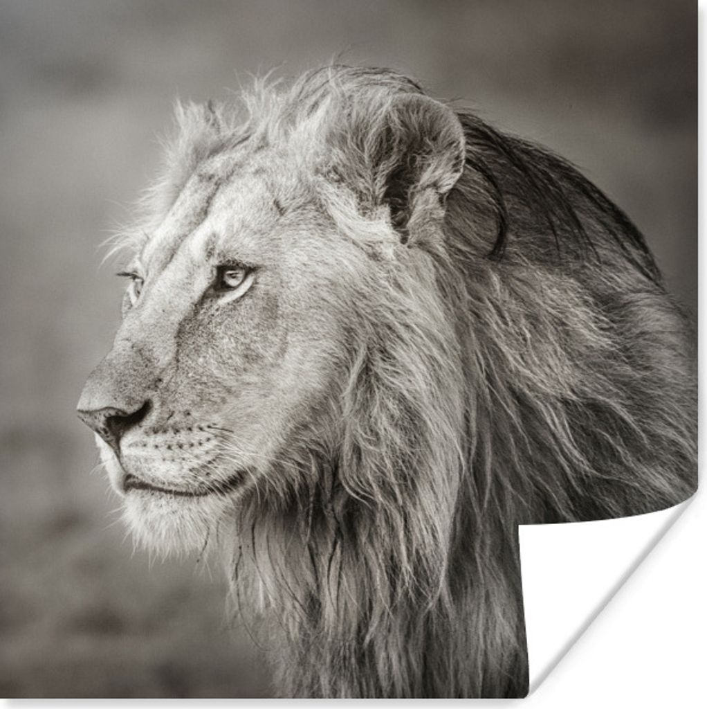 MuchoWow Poster Löwe - Wilde Tiere - Schwarz 75x75 cm - Wand Dekoration