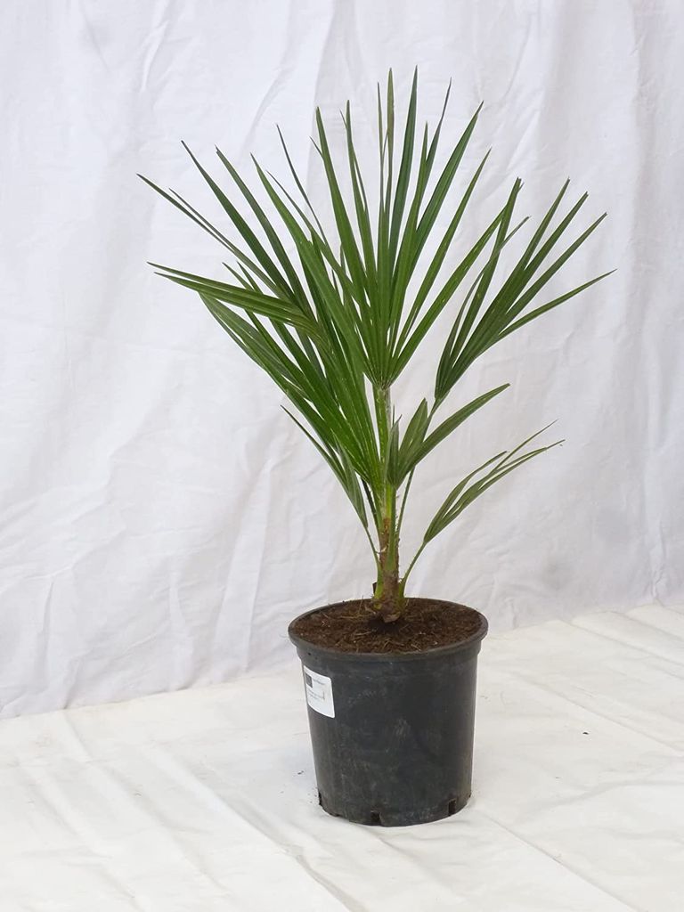 [Palmenlager] Chamarops humilis 70 cm - | Kaufland.de