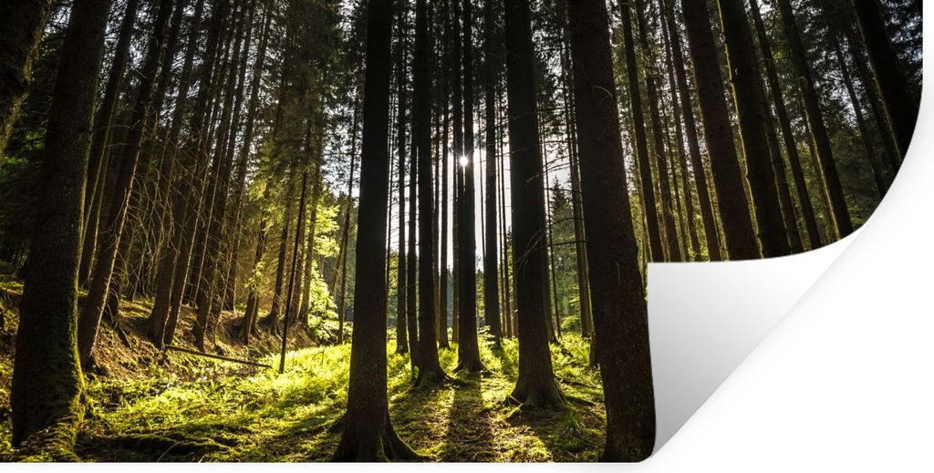 MuchoWow Wandtattoo Wandsticker Wandaufkleber Baum - Natur - Sonne - Wald 120x60 cm Selbstklebend und Repositionierbar - Sticker - Dekorfolie