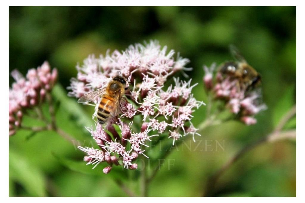 Eupatorium cannabinum - Wasserdost, rosa - 2er Set in 9er Töpfen - winterhart