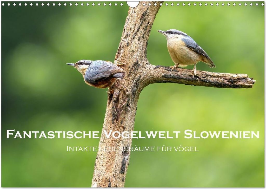 Fantastische Vogelwelt Slowenien (Wandkalender 2026 DIN A3 quer), CALVENDO Monatskalender