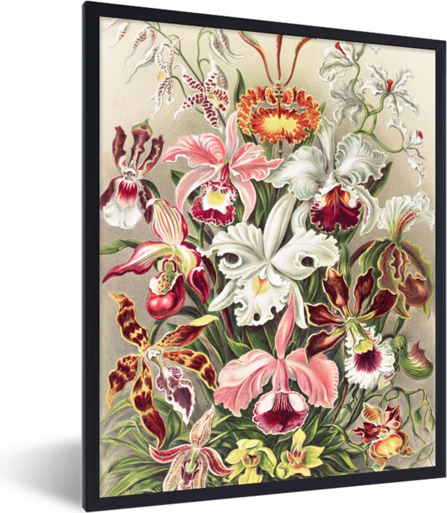 MuchoWow Gerahmtes Poster Blumen - Ernst Haeckel - Jahrgang - Orchidee 30x40 cm - Poster mit Schwarzem Bilderrahmen Wandposter Rahmen Foto Bilder...