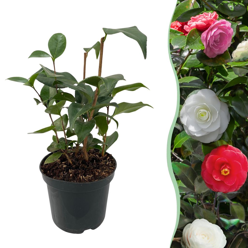 GreenboutiQ - Sträucher - Camelia japonica Tricolour - Produktbild 