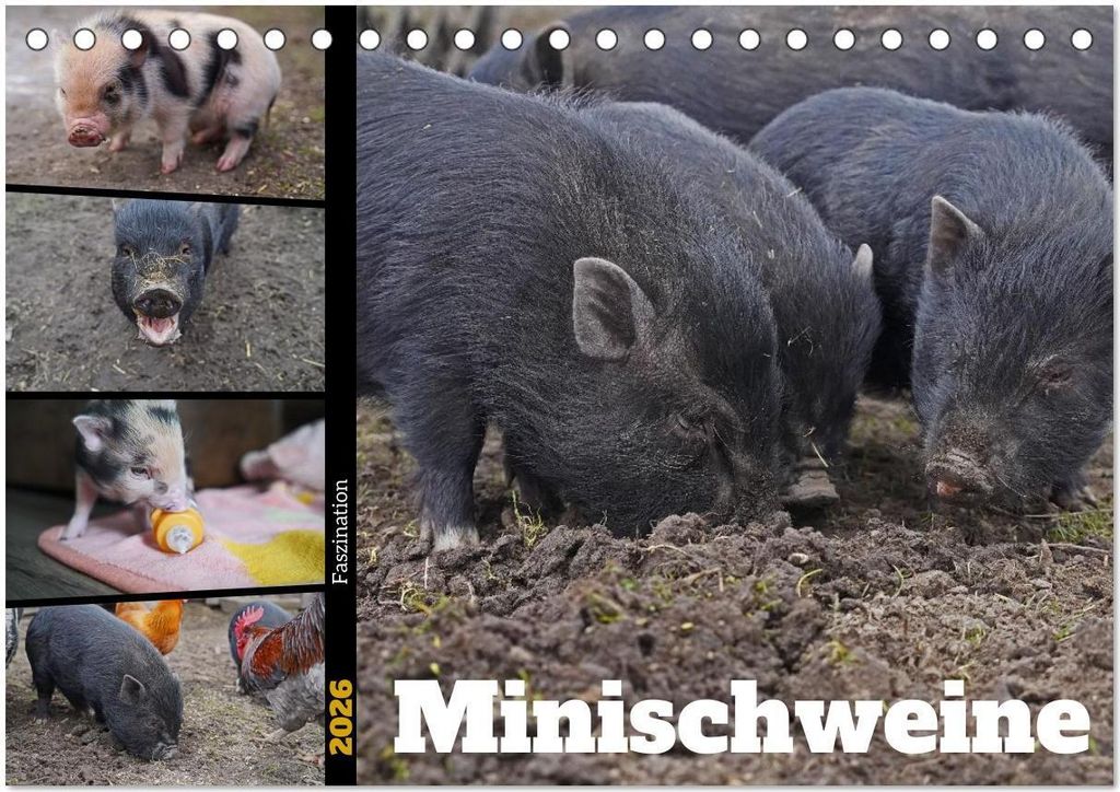 Faszination Minischweine (Tischkalender 2026 DIN A5 quer), CALVENDO Monatskalender