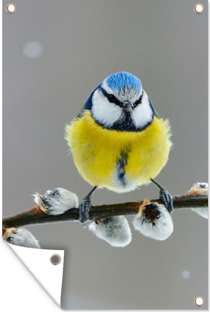 MuchoWow 40x60 cm Outdoor-Poster Gartendeko Sichtschutz Garten Poster für den Garten Blaumeise - Vogel - Zweig - Gelb - Blau