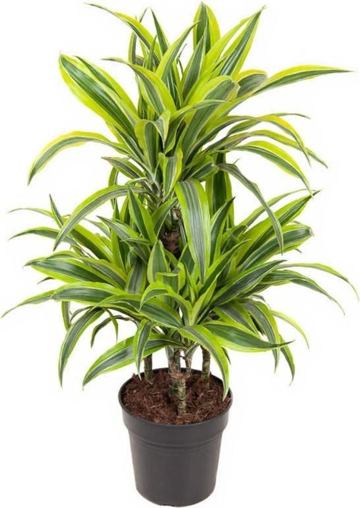 Drachenbaum Dracaena Lemon Lime - Auffällige Blattzeichnung, 21 cm Topf, 90 cm Höhe