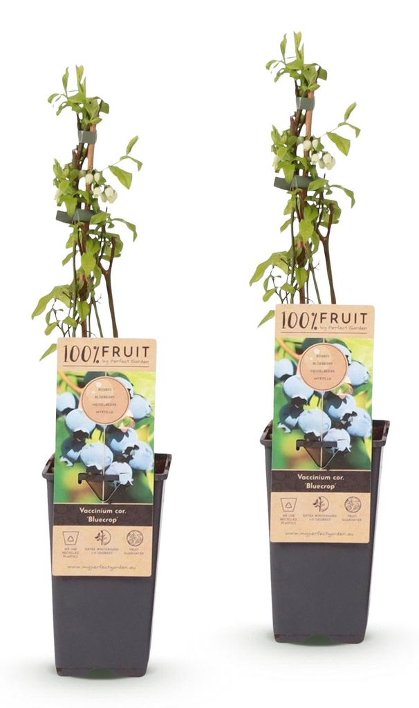 Green boutiQ - Fruchtpflanze - Vaccinium corymbosum Produktbild 