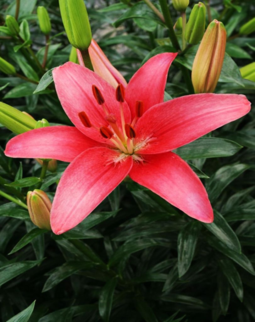 Lilie Blumenzwiebeln Zwiebeln Blumen Asiatische Lilie Sylt Produktbild 