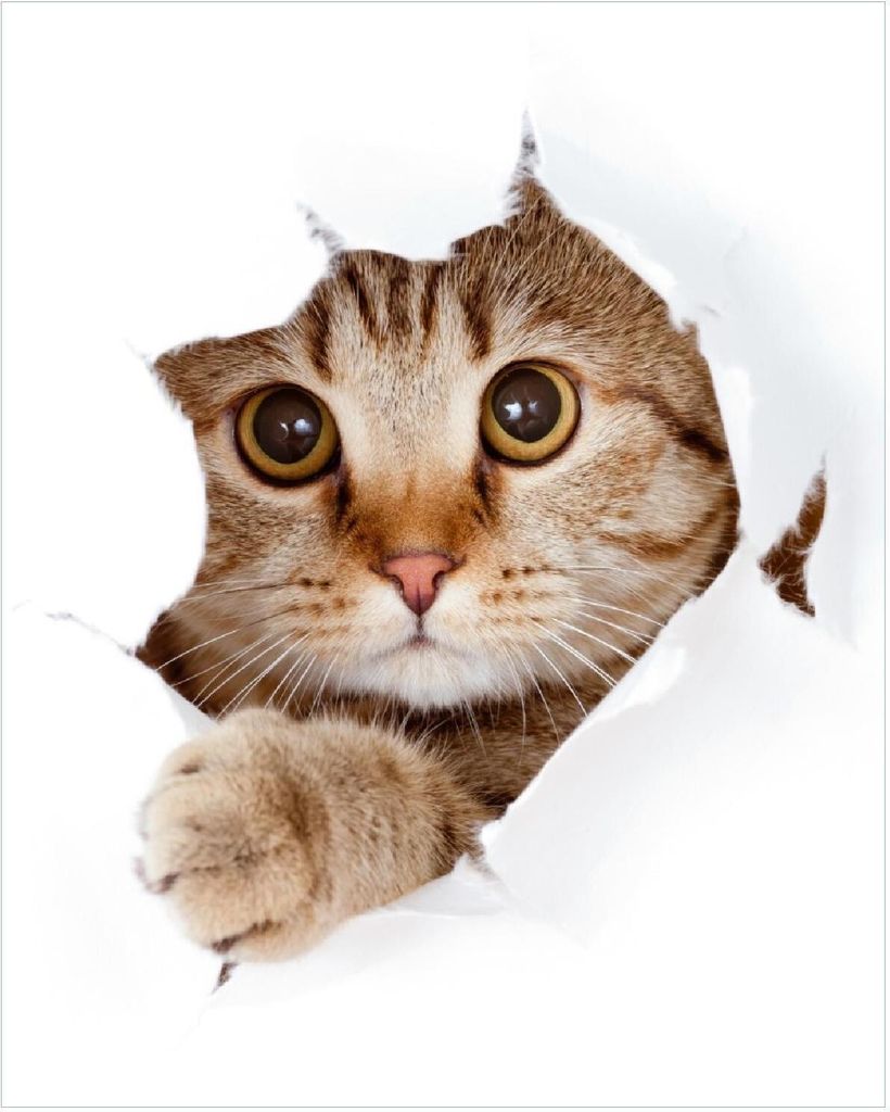 Wallario Poster - Katze mit Blick nach vorn, Kunstdruck Produktbild 