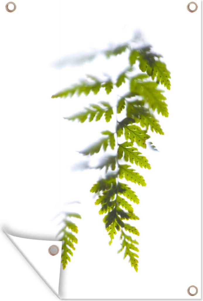 MuchoWow 80x120 cm Outdoor-Poster Gartendeko Sichtschutz Garten Poster für den Garten Farnblatt vor einem weißen Hintergrund