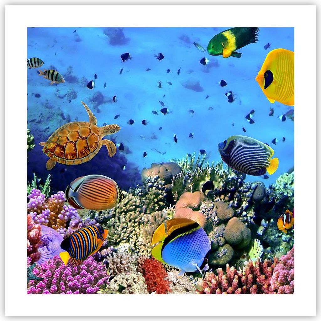 Poster - Poster ohne Rahmen - Korallenriff - 50x50 cm - Wand Bild - Wanddeko - Wandbilder - Kunstposter - Wandposter - Bilder - Kunstdruck - Wandde...