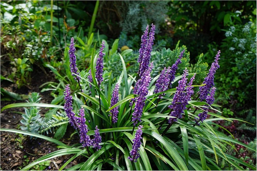 Stauden Gänge 3 x Liriope muscari ‚Moneymaker' im 1 Liter Topf - Lilientraube - Pflegeleicht, robust und immer ein Gewinn - Winterhart